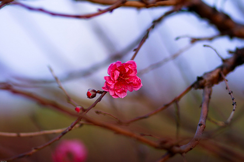 Tết về. Nhớ những&hellip; độ Xu&acirc;n! 